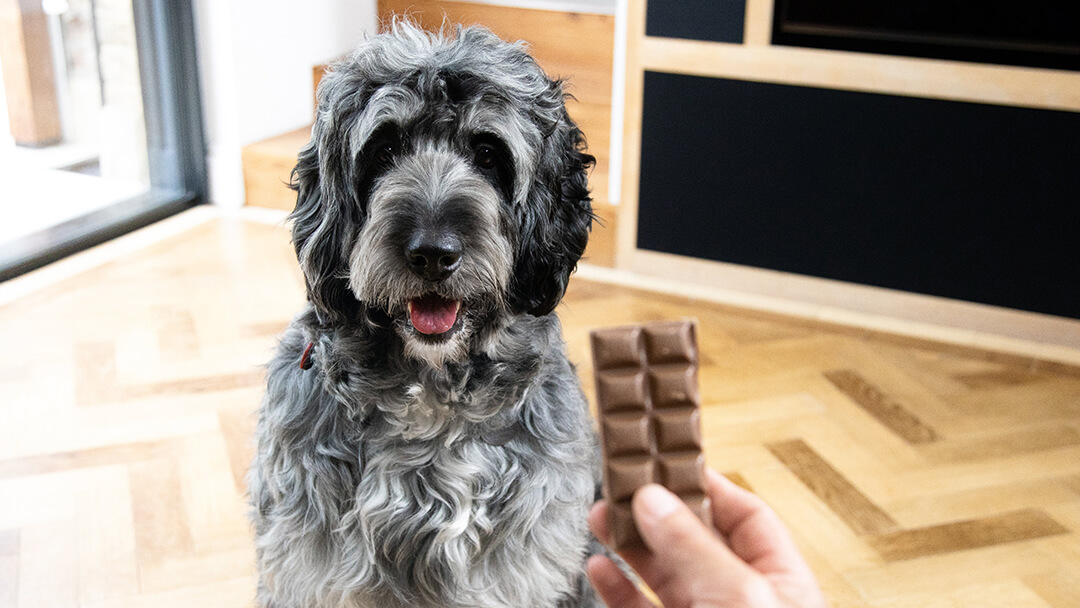 Dogs Eating Chocolate