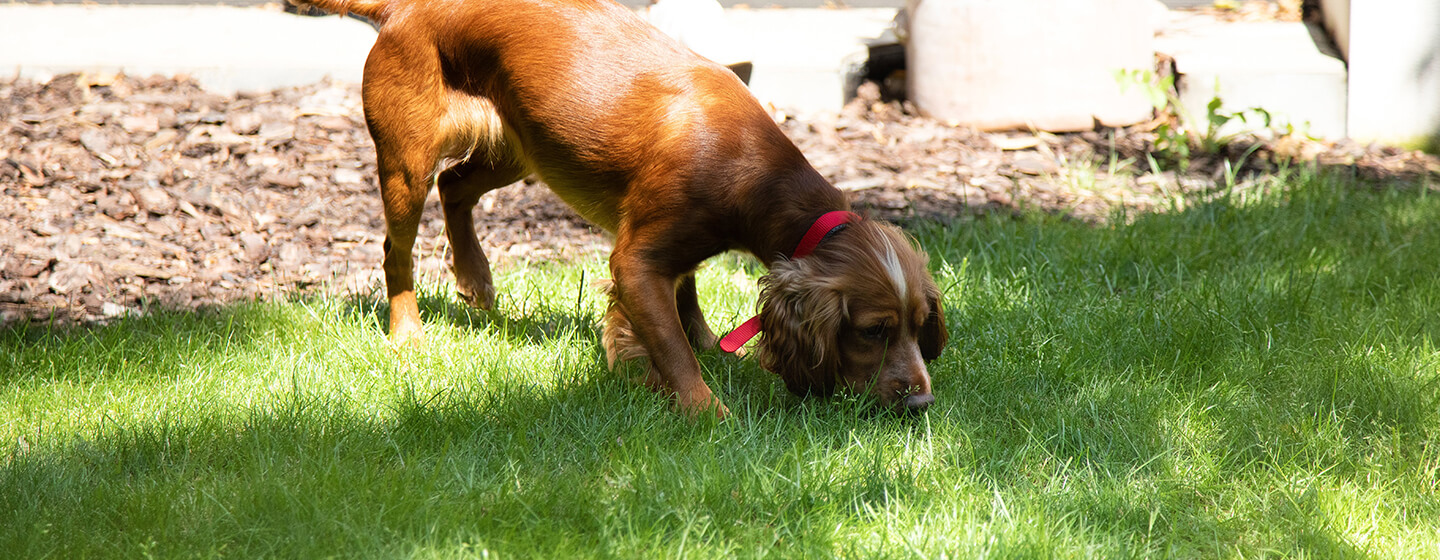 The Best Toys for Blind Dogs: According to a Veterinarian