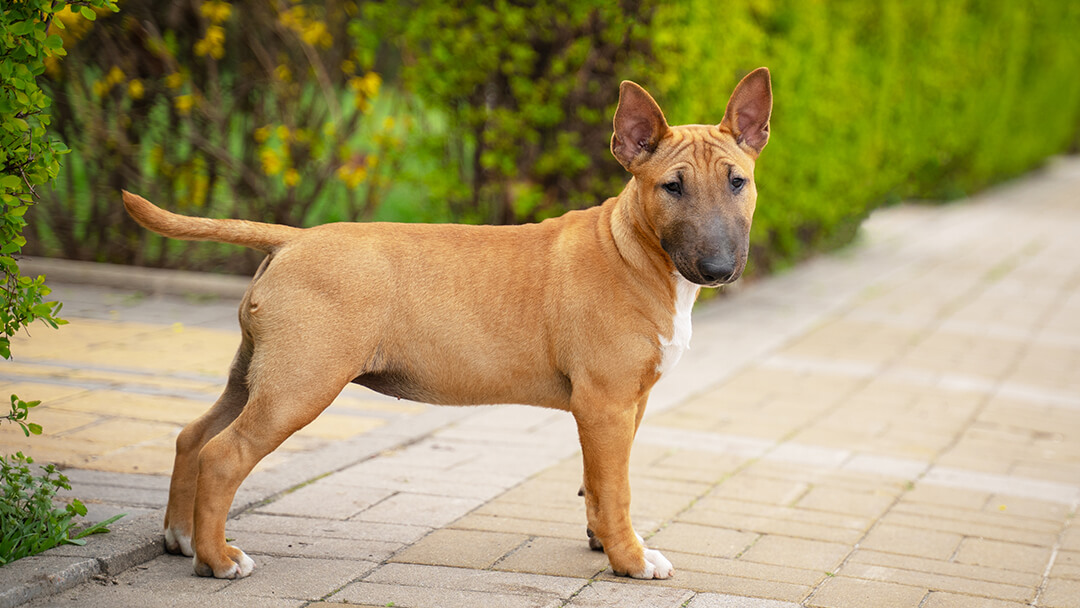 Treating bull terrier deals skin problems