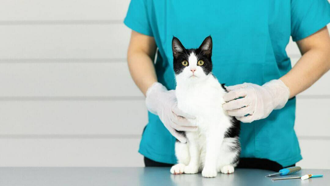 Snowshoe cat showing signs of cat flu on vet table