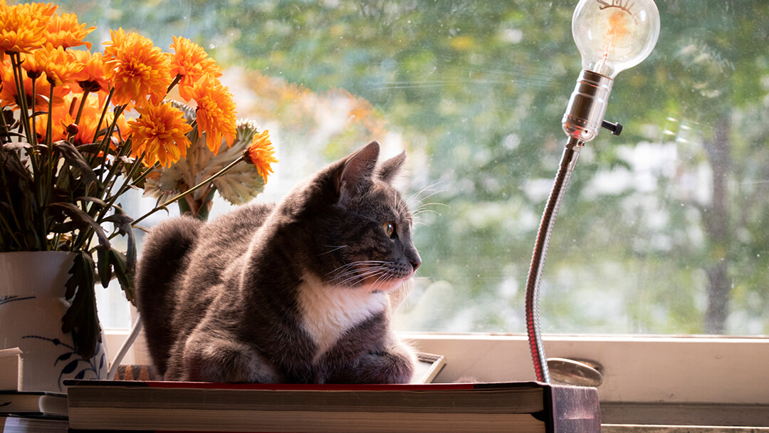 Cat with cat hernia symptoms sitting on desk