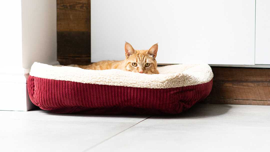 Cat laying in bed