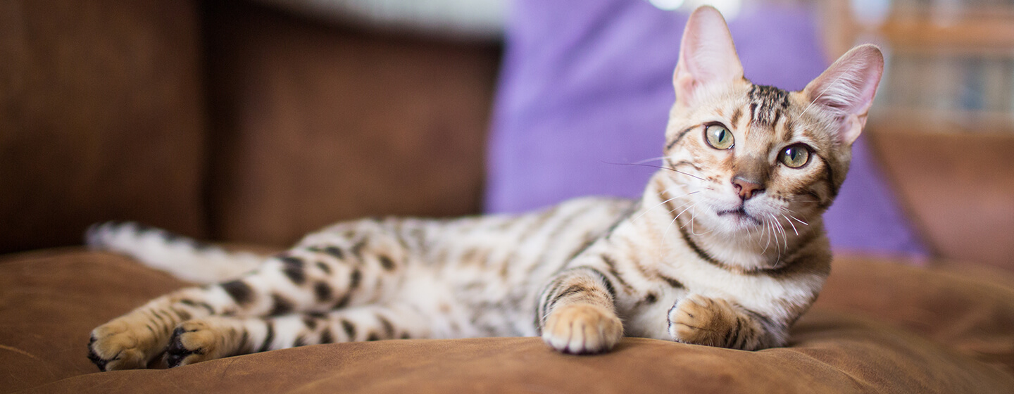 Cat laying on chair with purple cushion