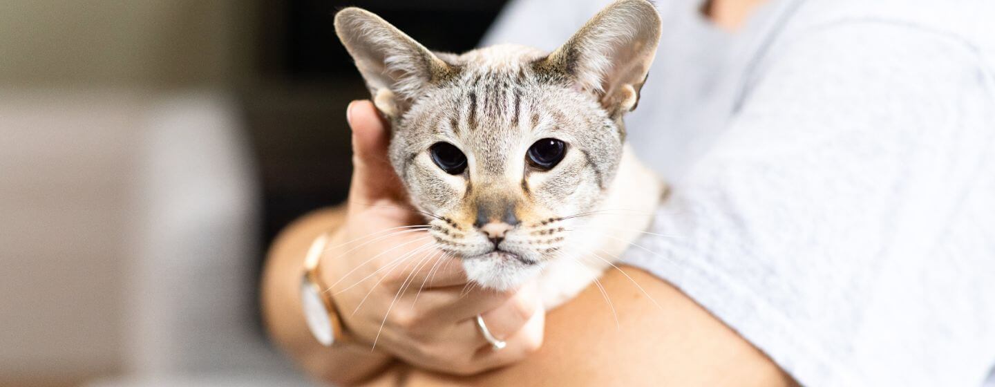 Light furred cat with dark eyes being held in owners arms.