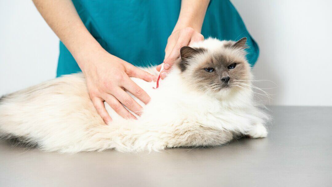 White cat examined by vet.