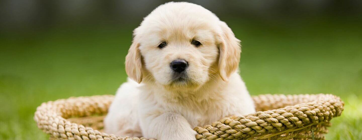 Golden puppy Retriever sitting in a basket.