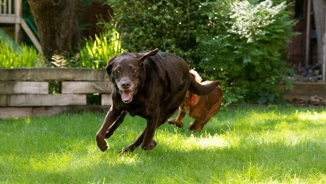 Chocolate Labrador running for joint health and fun exercise