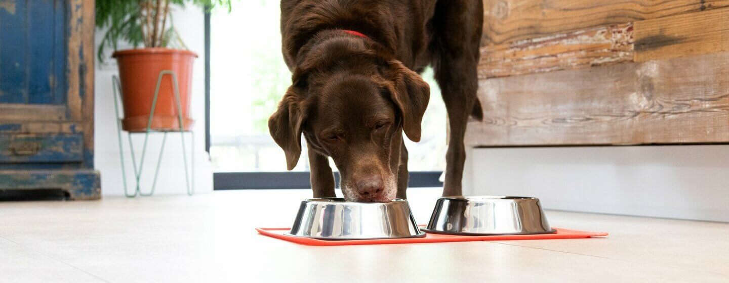 chocolate labrador eating from a food bowl