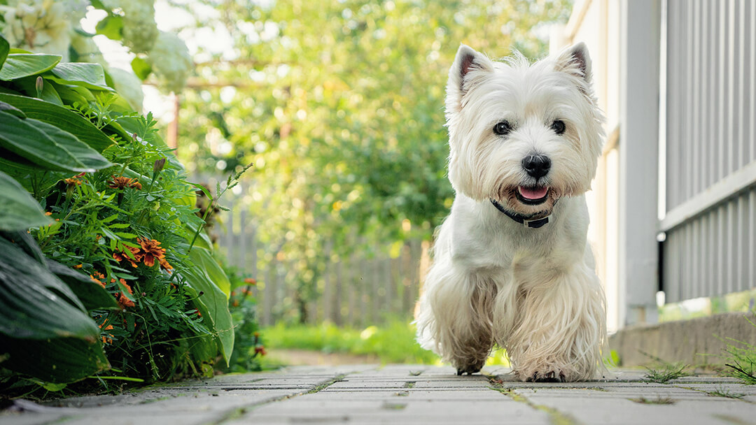 Dog walking down garden path