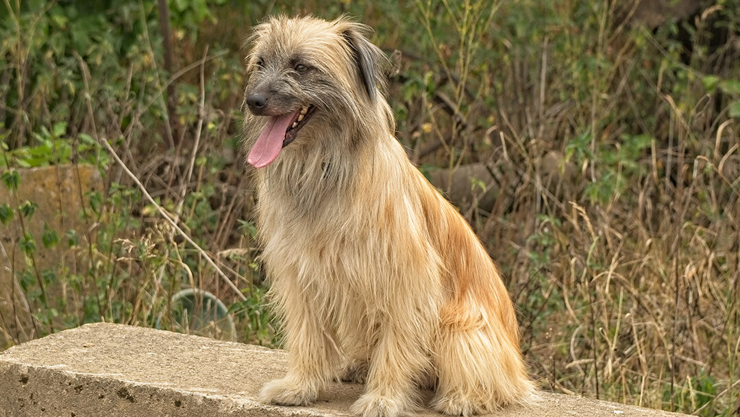 Dog sitting on roadside