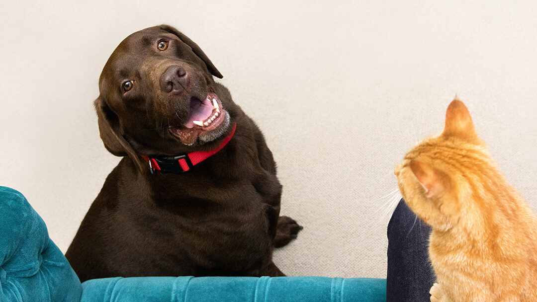 brown dog sitting looking up at cat on person's lap