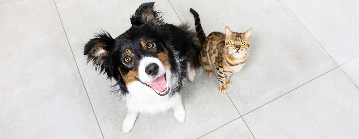 Can Cats and Dogs Be Friends?