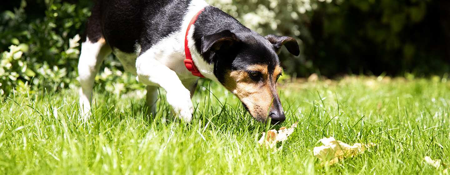 how to stop your dog from eating his own feces