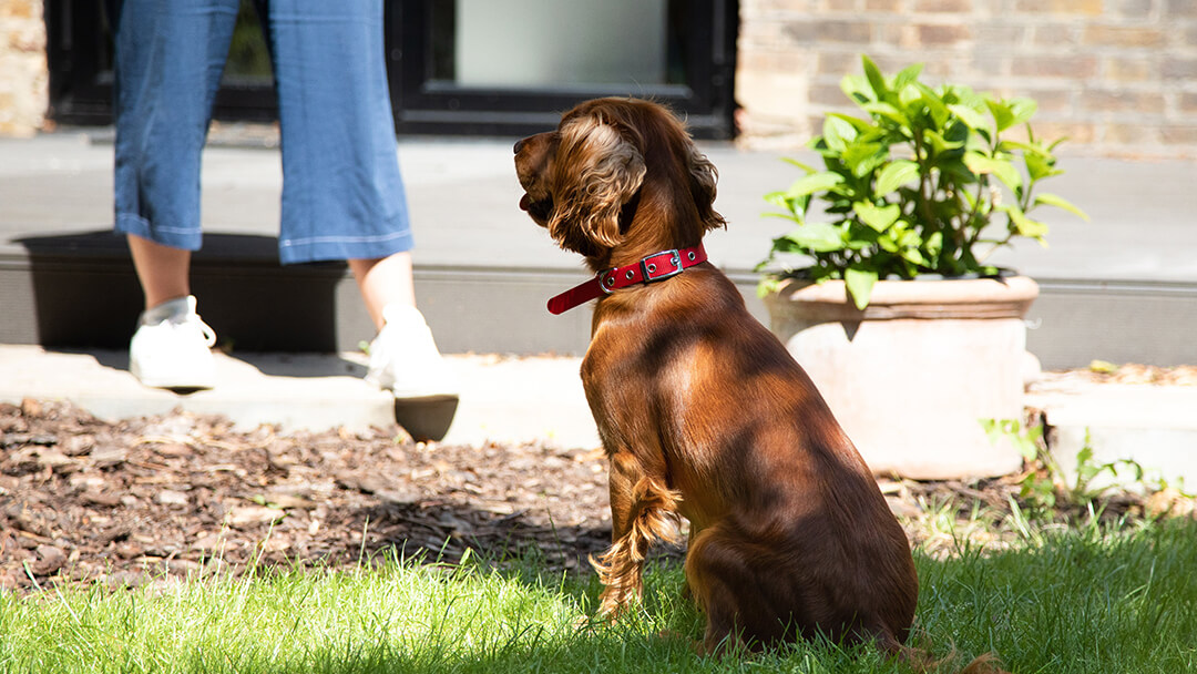 Dog sitting on grass