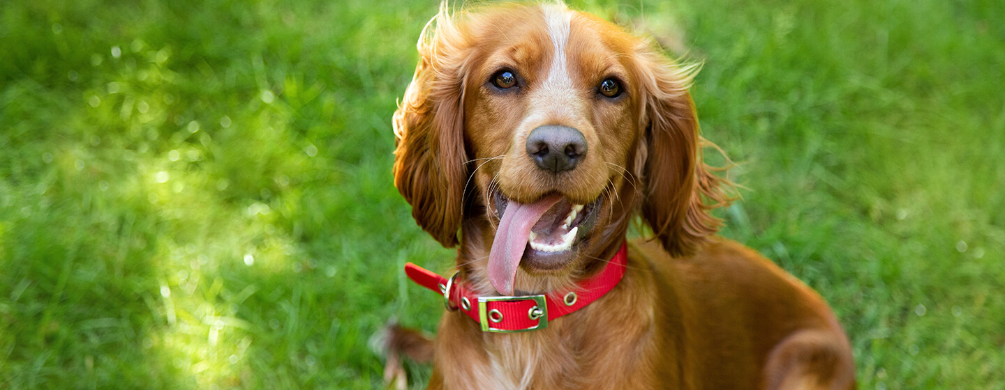 Dog in red collar sitting on grass