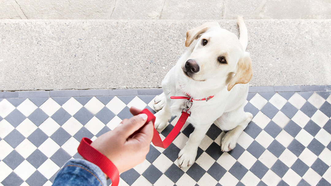 Dog sitting on doorstep undergoing puppy training