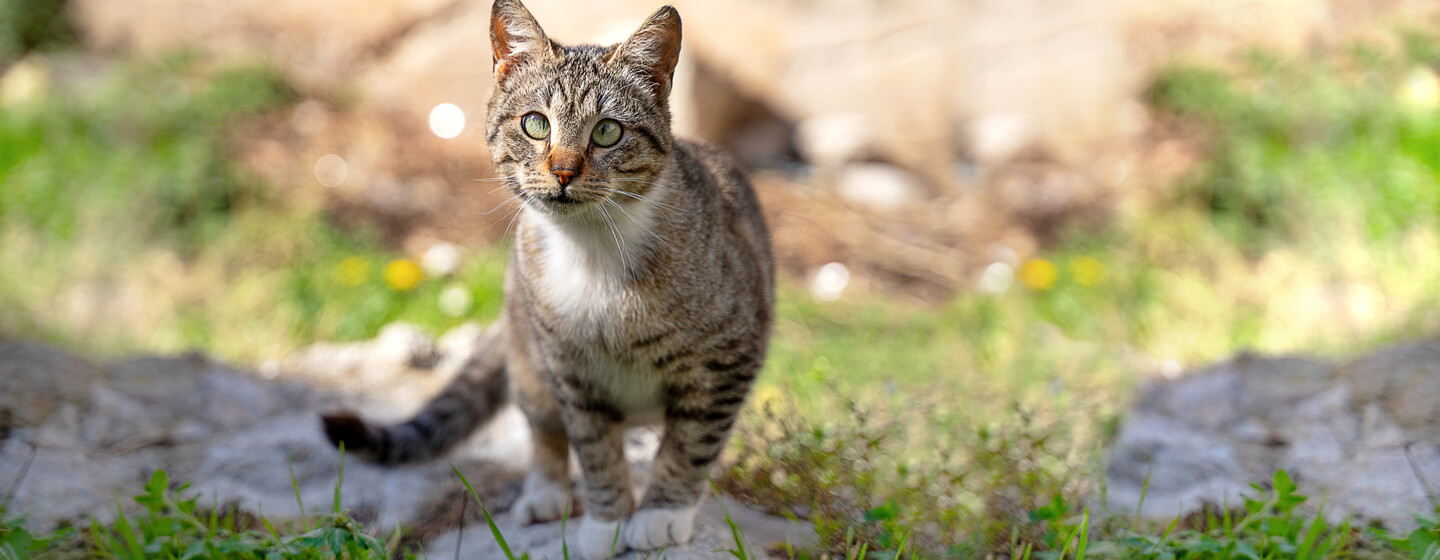 cat oudoors standing on a rock