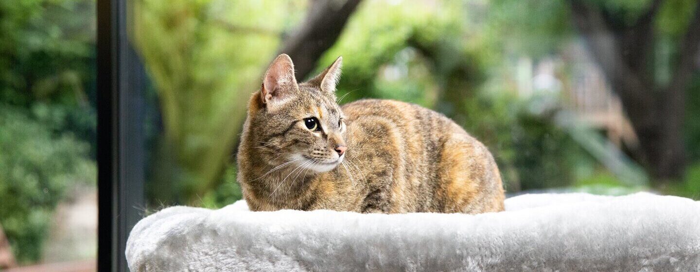 Brown cat lying on a grey cat bed.