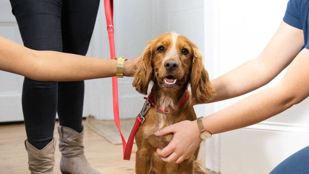 Accessories online for puppy