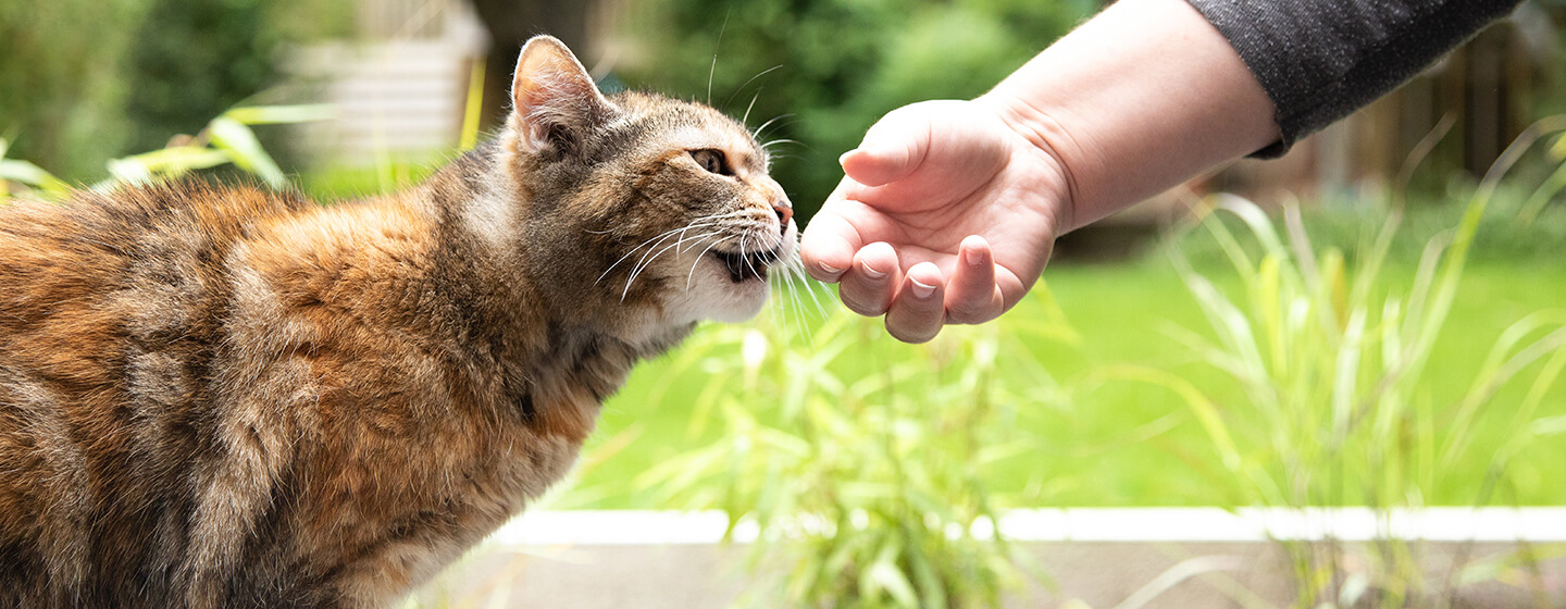 Cat sniffing hand outside