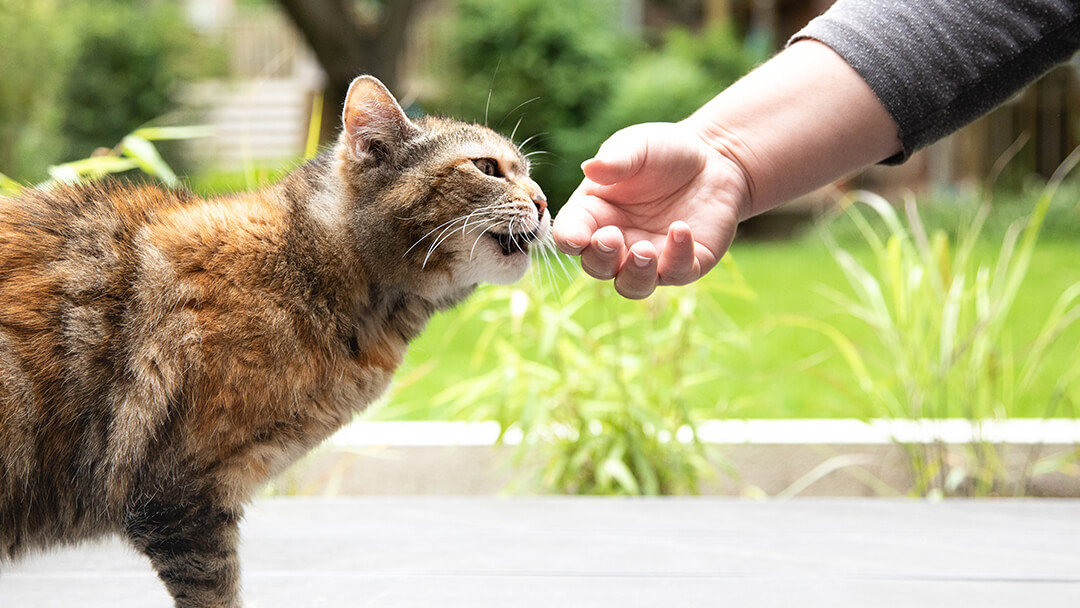 tl;dr: Clicker training is an effective method for training cats