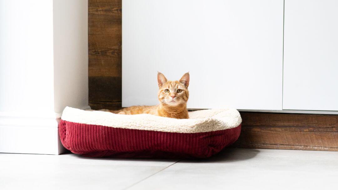 Ginger cat with FIV symptoms sitting in a cat bed