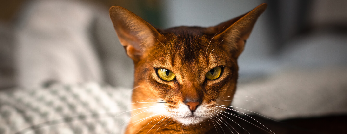 orange cat with green eyes