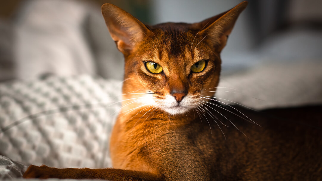 Chausie cat with light green eyes lying down.