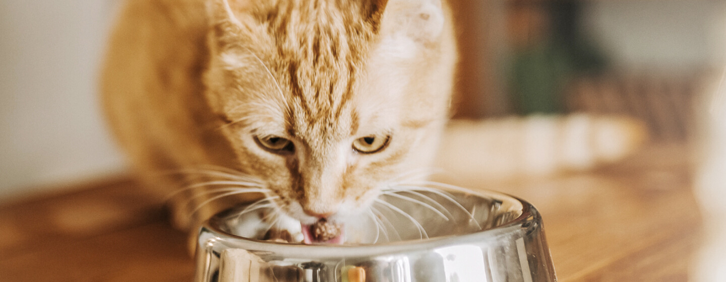 Can Cats Have Steak? The Ultimate Guide to Feeding Your Feline Friend.
