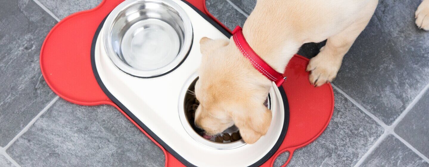 Could Your Dog Benefit from an Elevated Food Bowl?