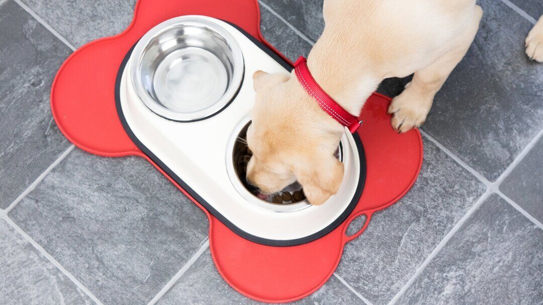 Feeding Adult Dogs - DogTime