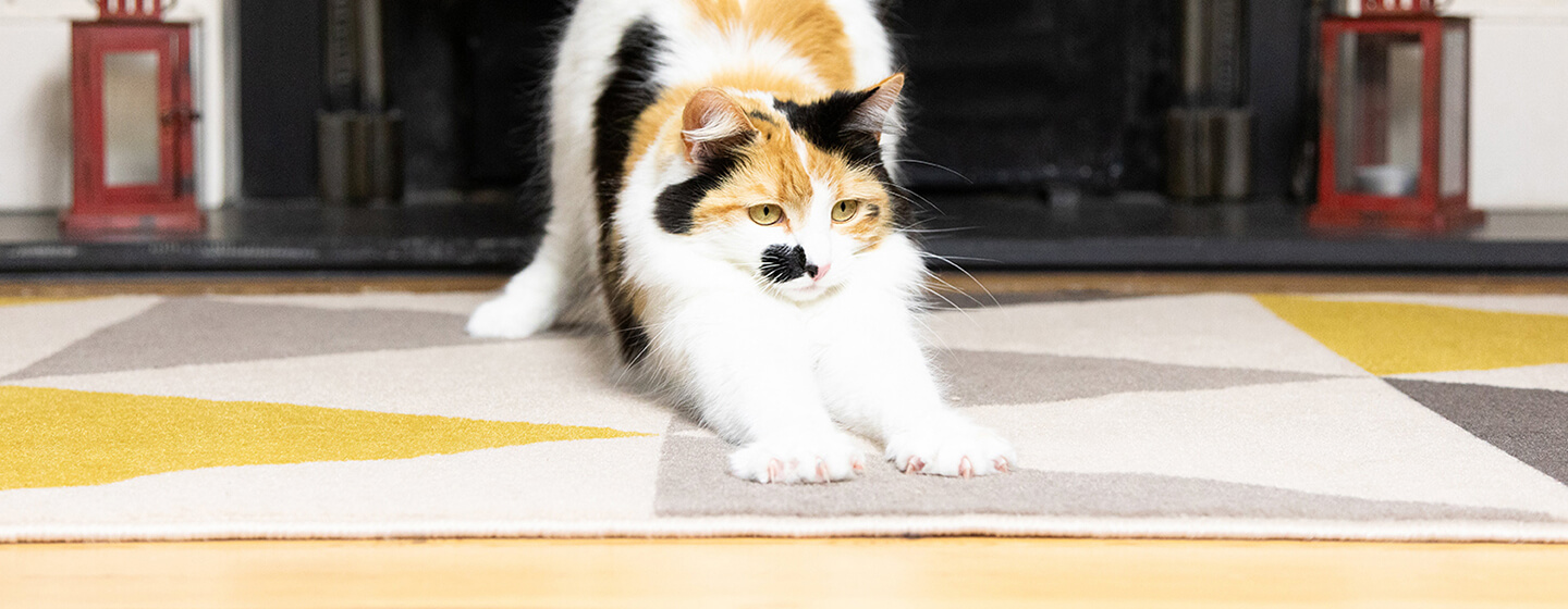 Cat scratching a rug