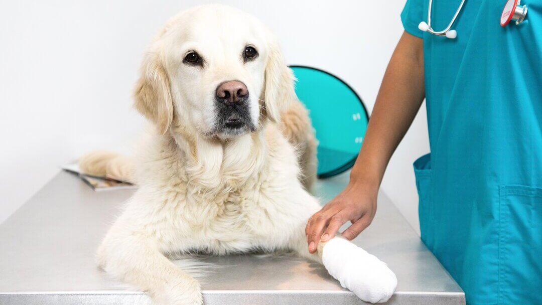 Golden retriever lying on vet table due to dog gastroenteritis
