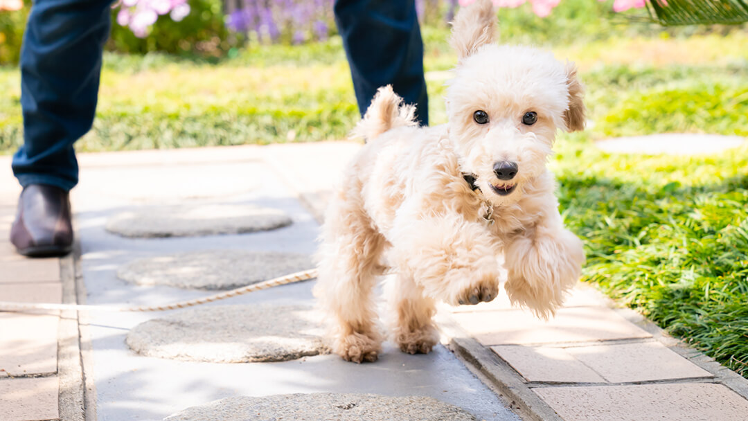 Dog running from owner