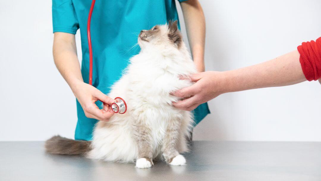 Fluffy cat being examined post-surgery by a vet