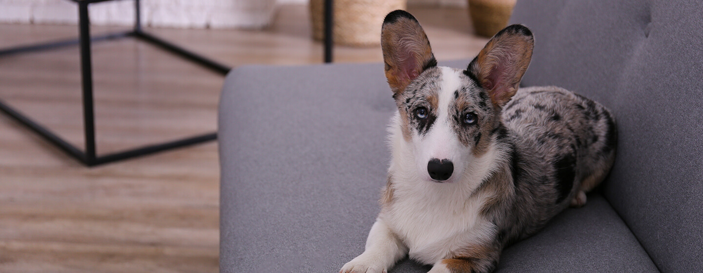 Dog laying on grey sofa