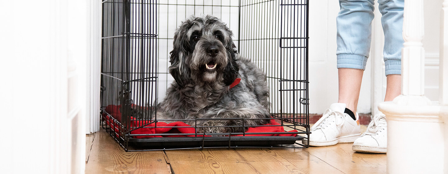 Dog laying in cage