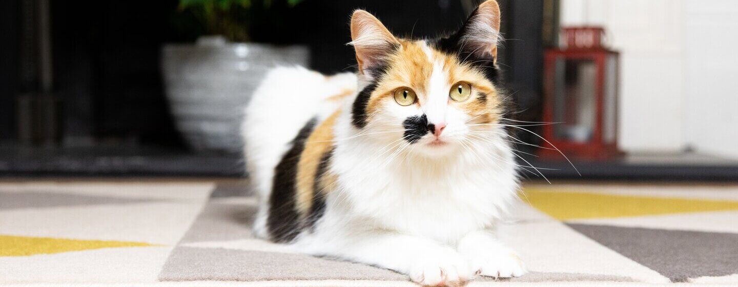 Patchy brown, white and black cat lying down on the floor.