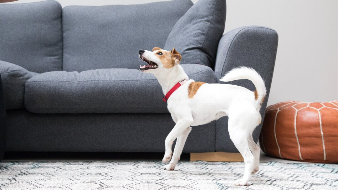 Small dog barking at home showing dog moods