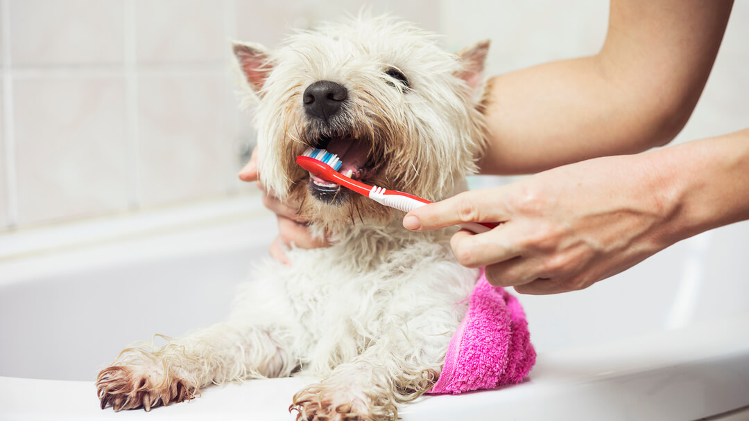 small white dog having her teeth cleaned and brushed