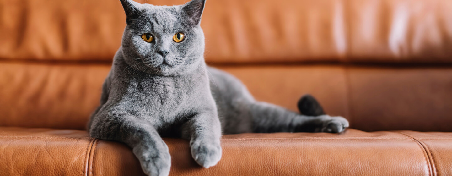 Stop Cats From Scratching Furniture, Can You Have A Leather Sofa With Cats