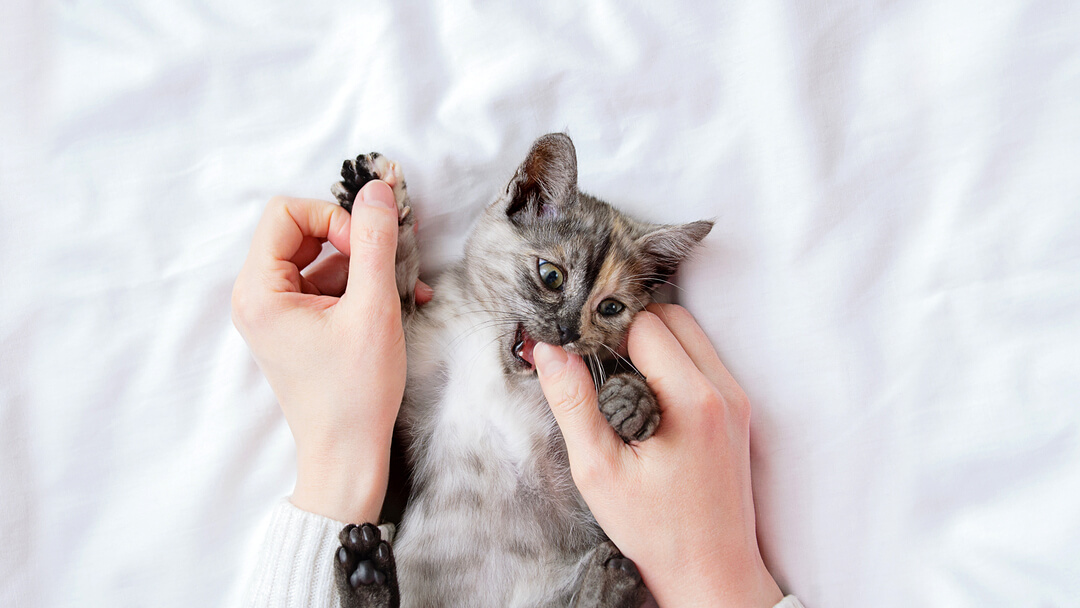 Small grey kitten biting owner's thumb.