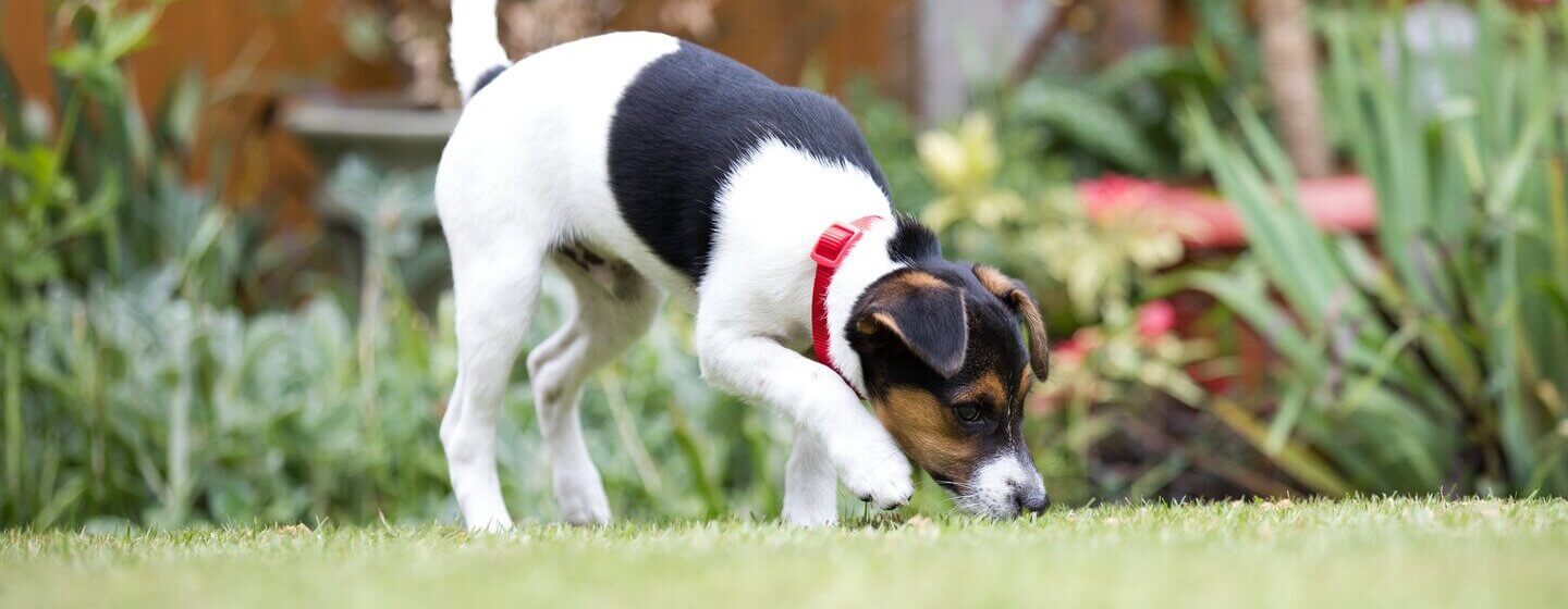 puppy sniffing grass in the garden