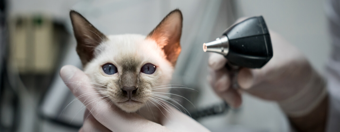 Ear Mites In Cats - Symptoms & Treatment | Purina