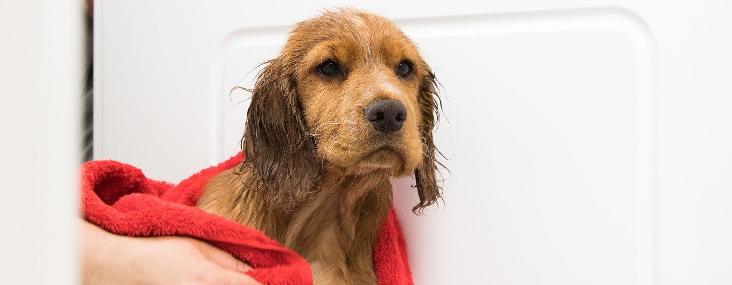 Wet puppy being dried with a red towel