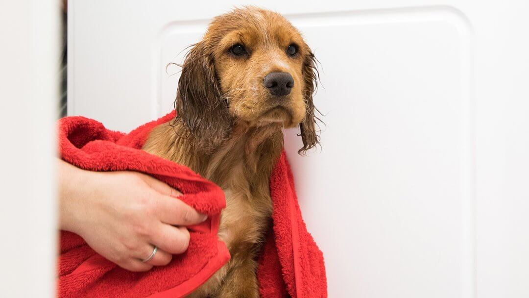 do dogs need to be bathed