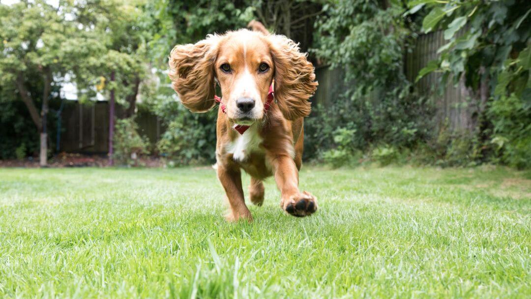 Puppy running in a garden enjoying puppy playtime and exercise
