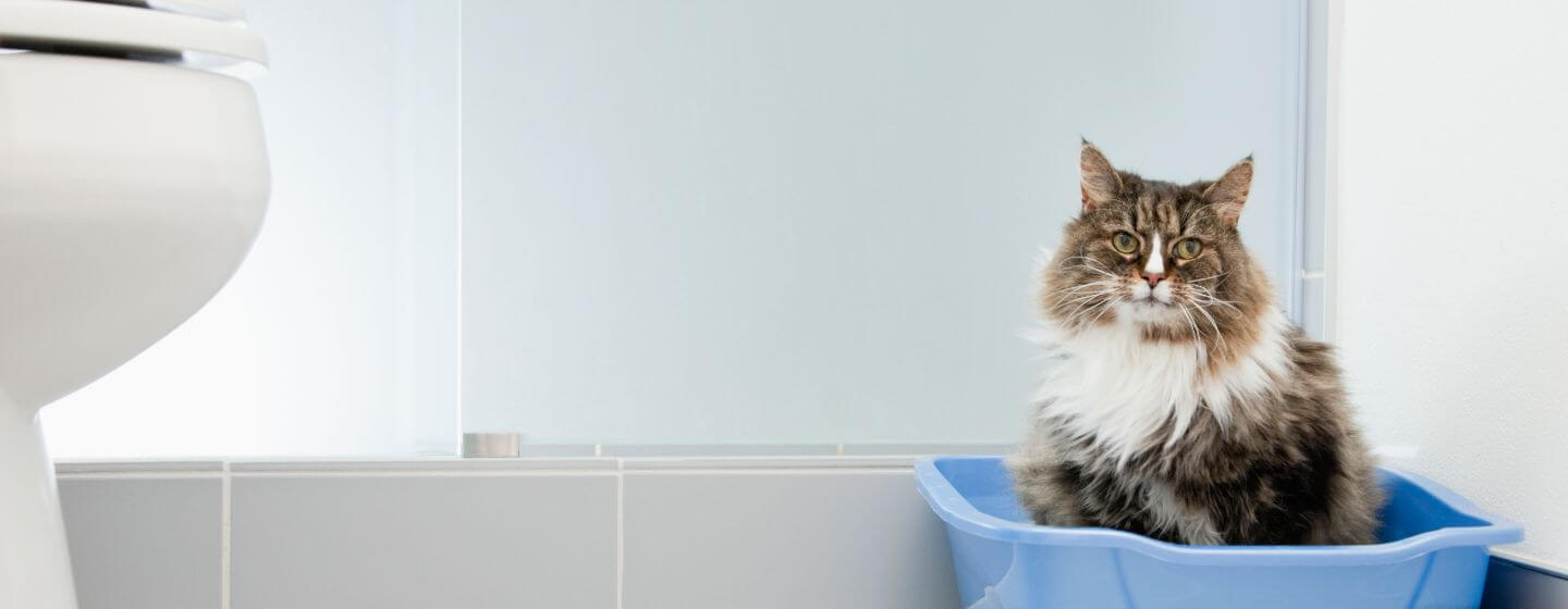 cat sitting in a blue litter box in the bathroom