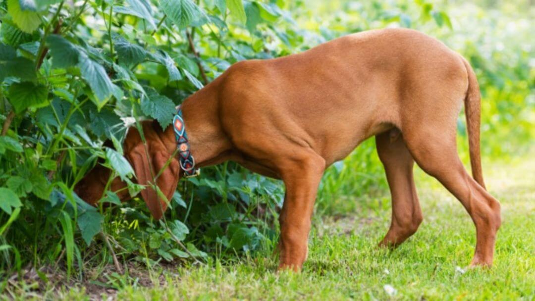 vizsla sniffing in a bush