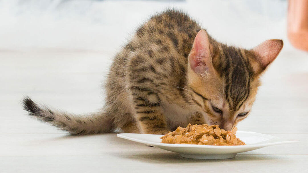 Kitten Teething: Signs &amp; How To Help A Teething Kitten | Purina